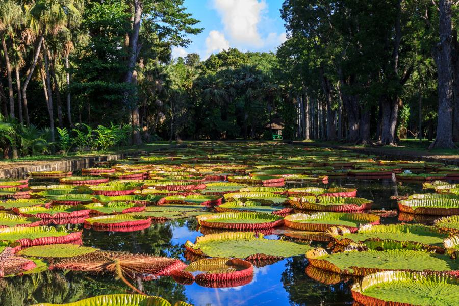 Les nénuphars géants du Jardin botanique de Pamplemousses Les nénuphars géants du Jardin botanique de Pamplemousses, à l’Île Maurice.