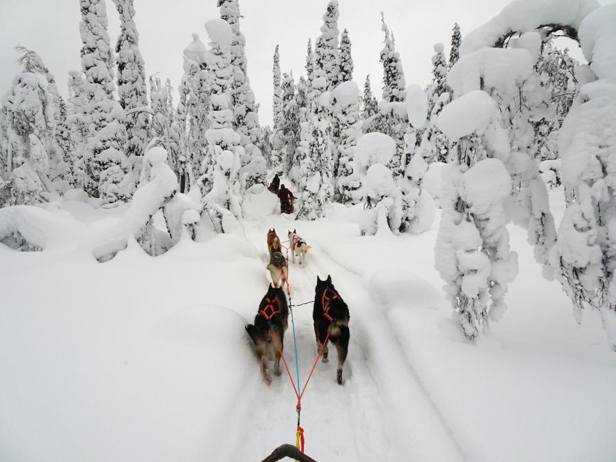 traîneau à chiens dans la forêt enneigée de Laponie