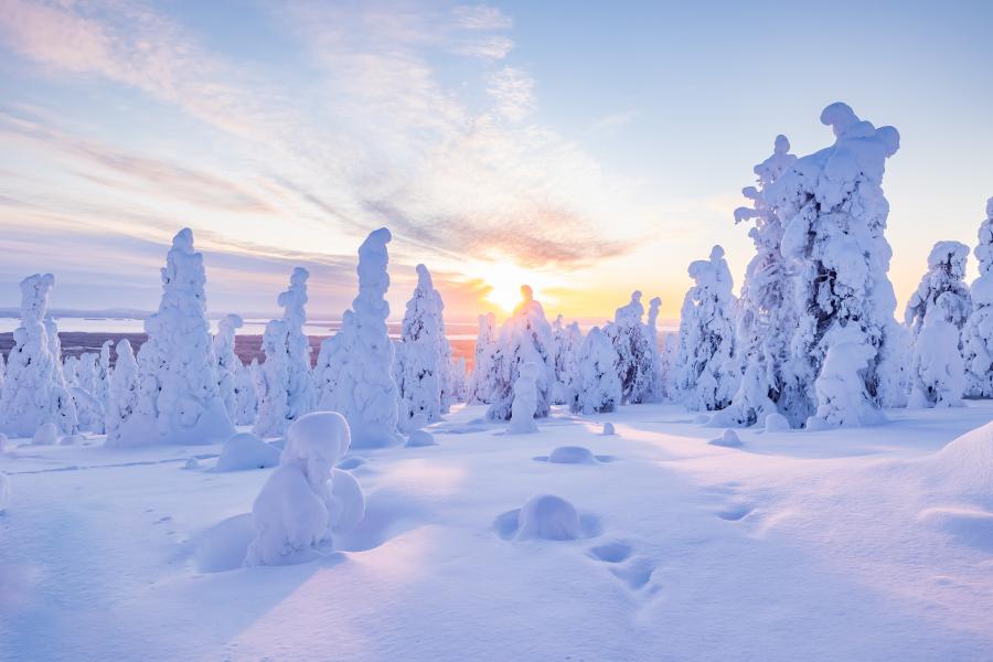 forêt enneigée avec soleil bas sur l’horizon en Laponie
