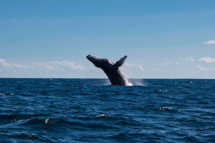 Baleine Cap-Vert