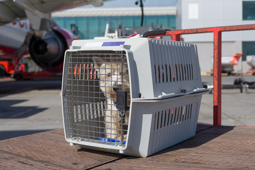 Voyager avec un animal - Aéroport Toulouse-Blagnac Voyager avec un animal - Aéroport Toulouse-Blagnac