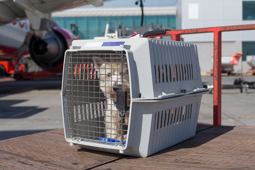 Voyager avec un animal - Aéroport Toulouse-Blagnac